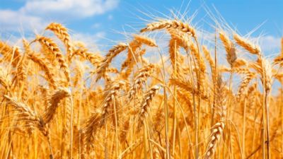 Imagem referente a notícia: Mercado de trigo entra em fase de ajuste no Sul